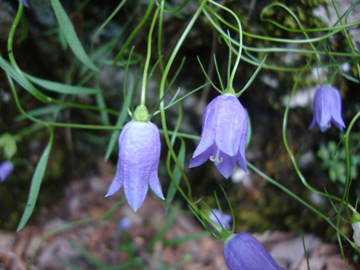 Campanula tanfanii